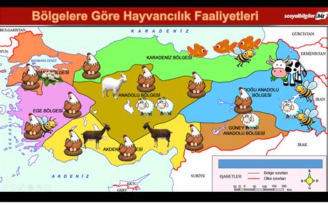türkiye bölgeler hayvancılık haritası